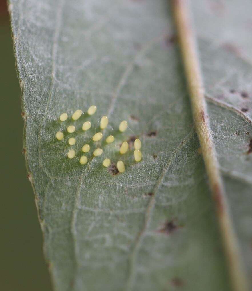 Image of willow leaf beetle