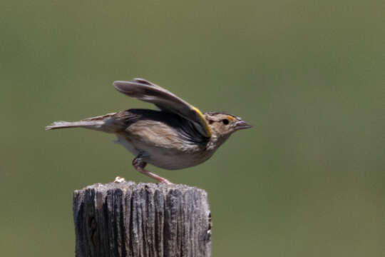 Image of Grasshopper Sparrow