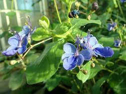 Image of Blue cat's whiskers