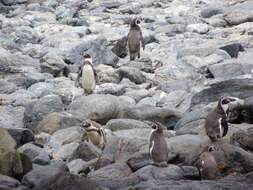 Image of Humboldt Penguin