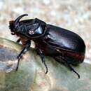 Image of Asian rhinoceros beetle