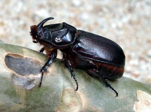 Image of Asian rhinoceros beetle