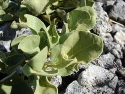 Image de Solanum nelsonii Dun.