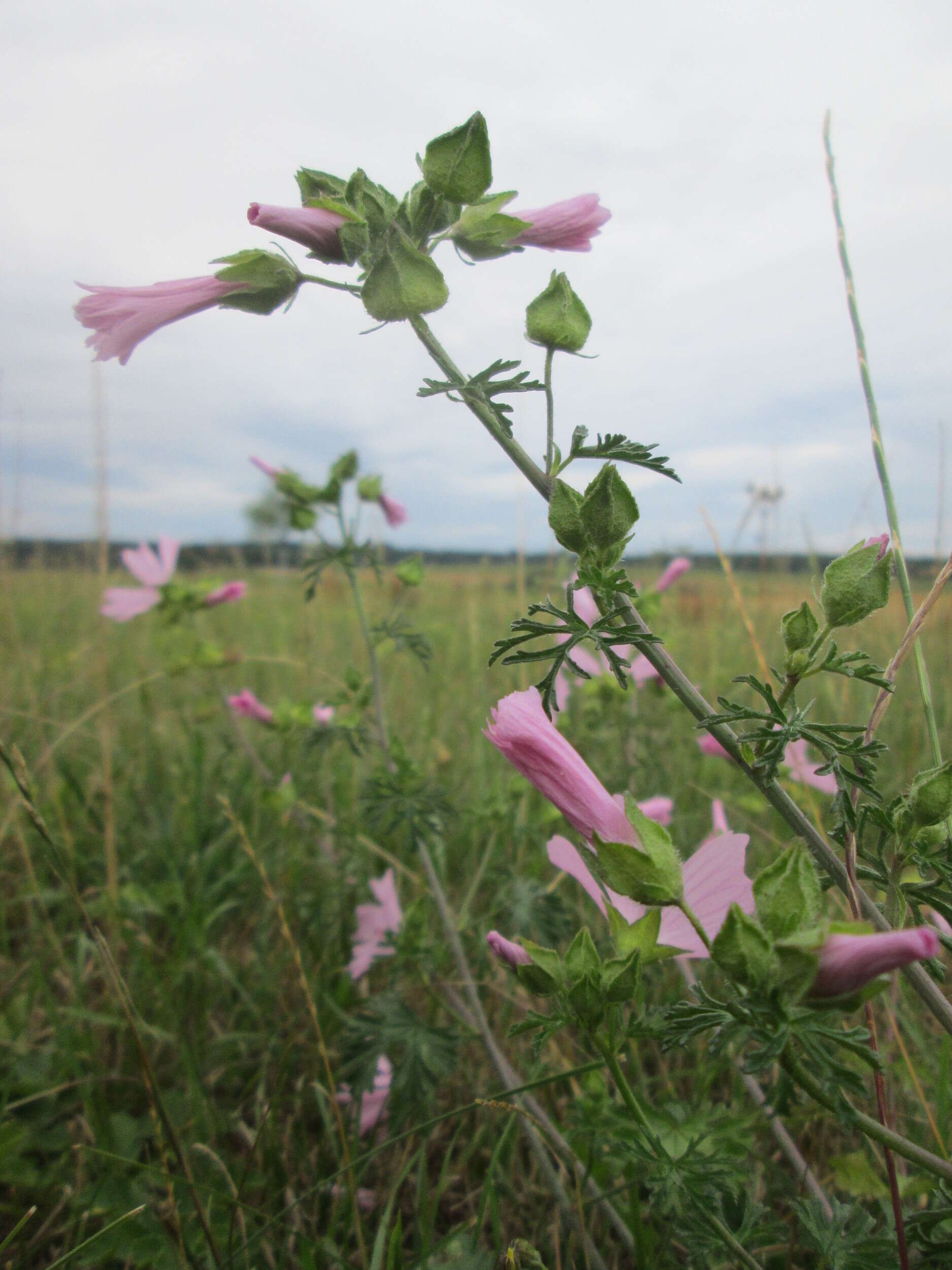 Image of musk mallow