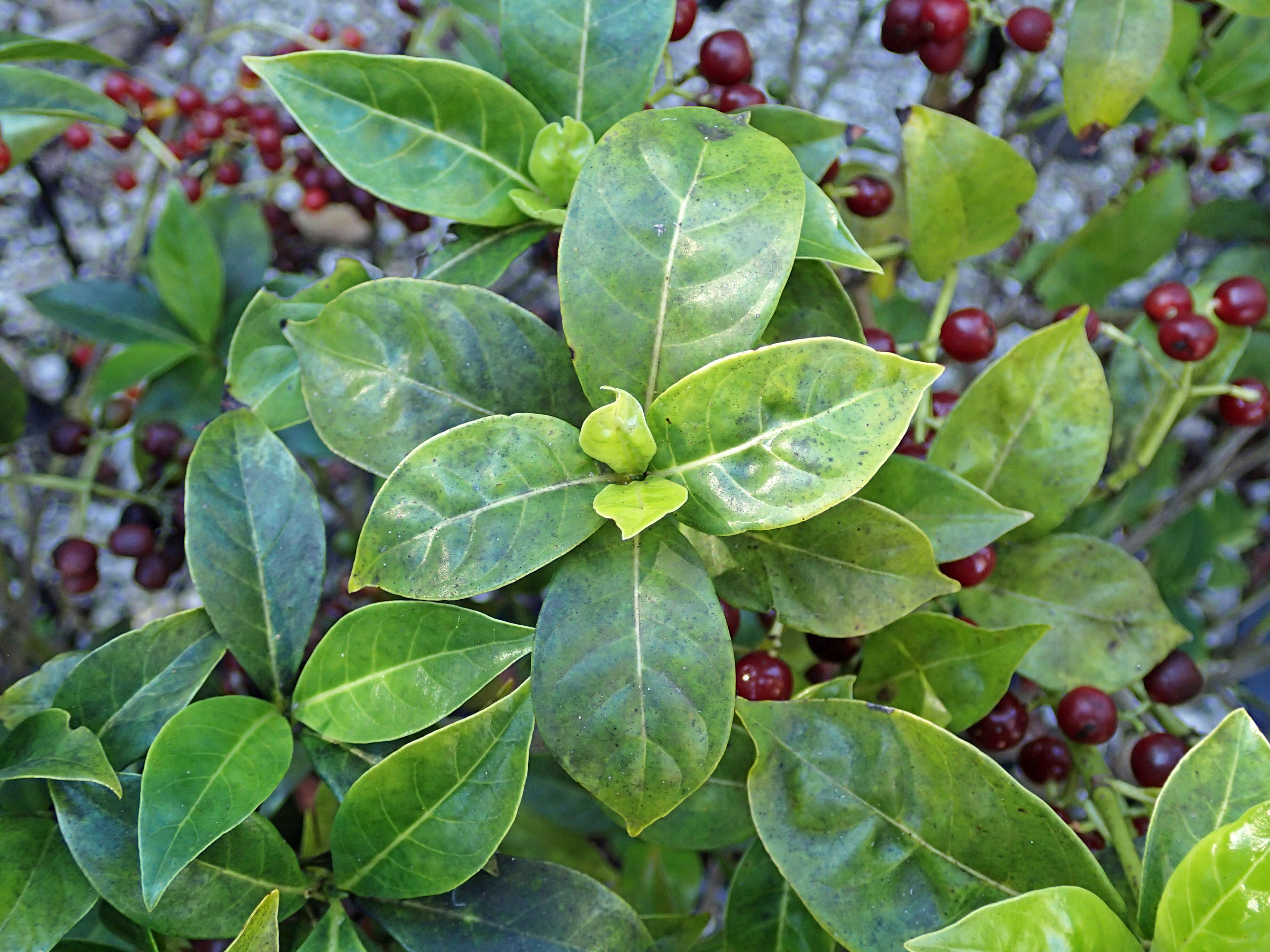 Plancia ëd Psychotria ligustrifolia (Northr.) Millsp.