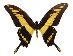 Image of Thoas Swallowtail