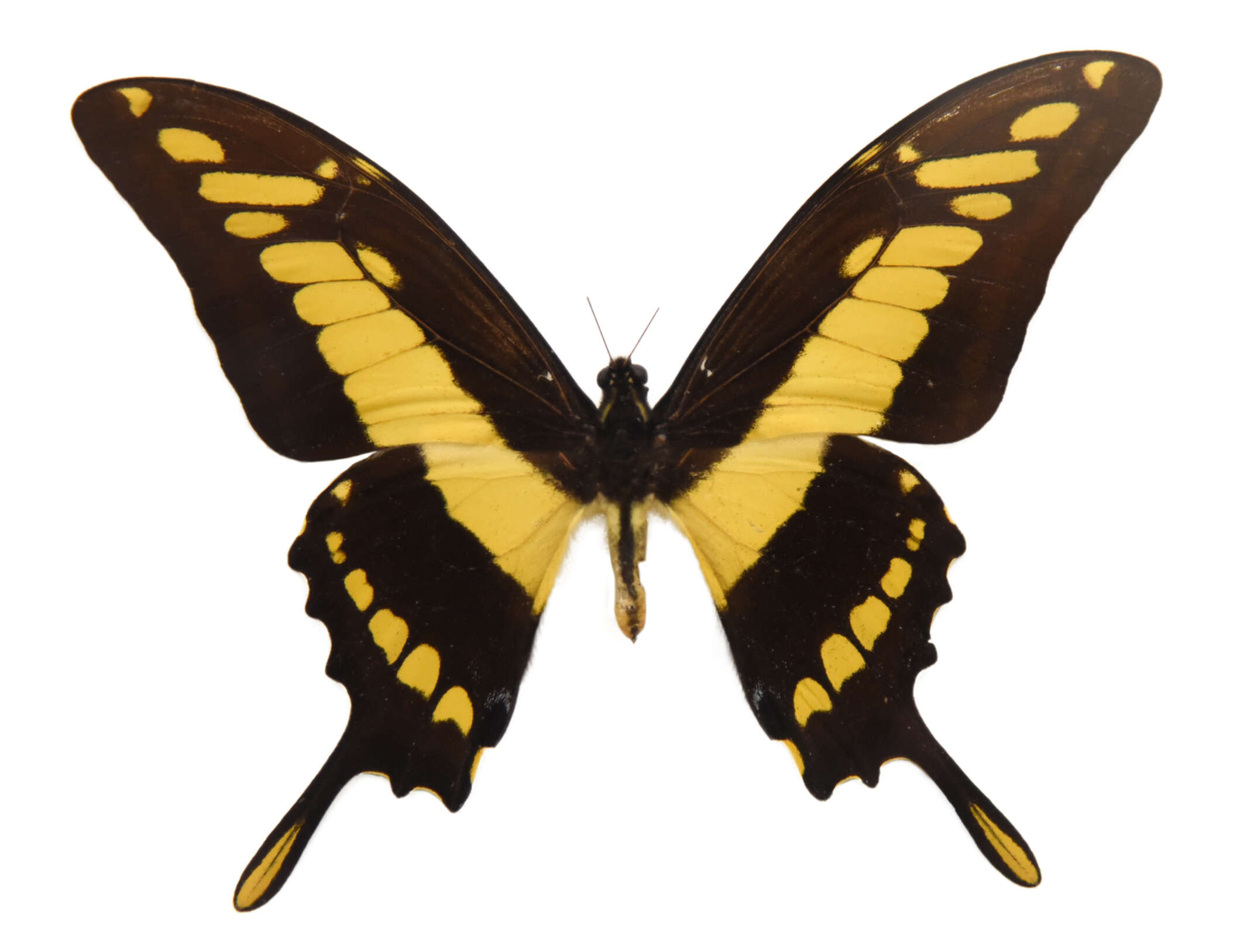 Image of Thoas Swallowtail