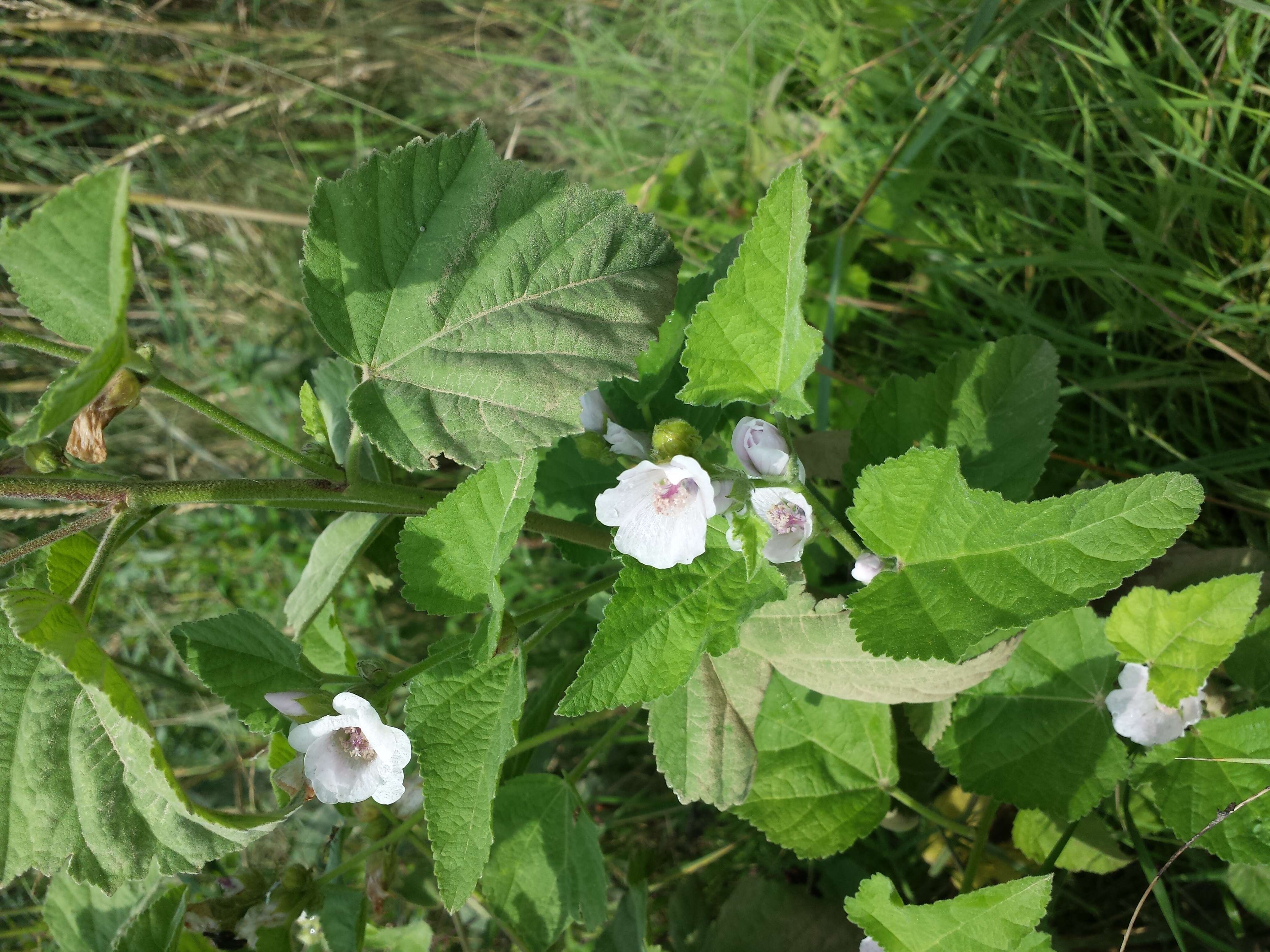 Image of Marshmallow