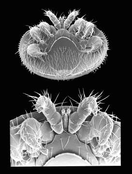 Varroa jacobsoni的圖片