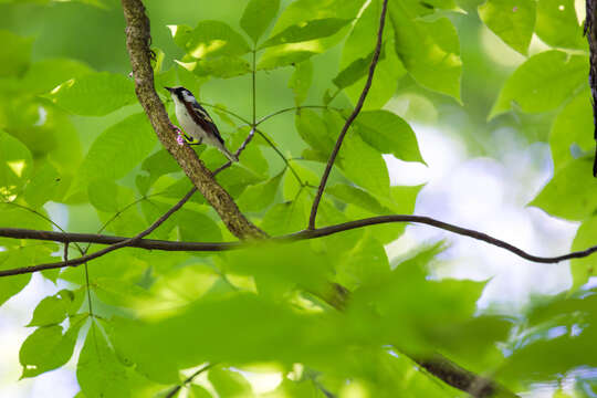 Image of Chestnut-sided Warbler