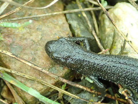 Image of Great Crested Newt