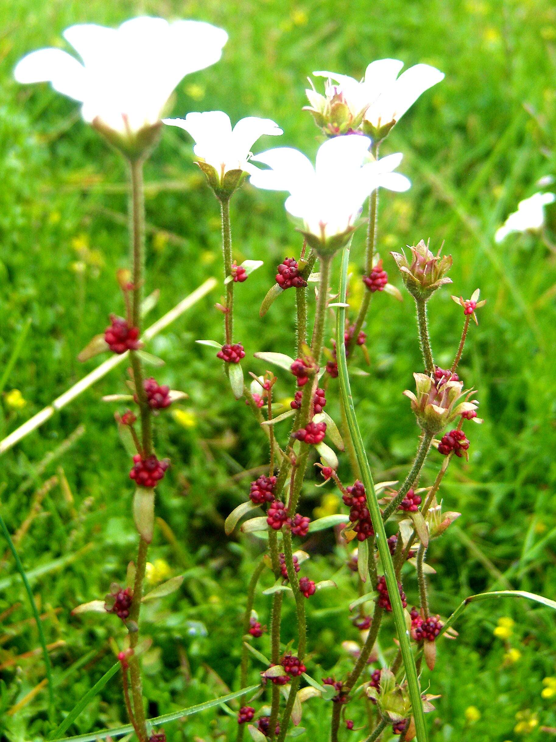 Plancia ëd Saxifraga cernua L.