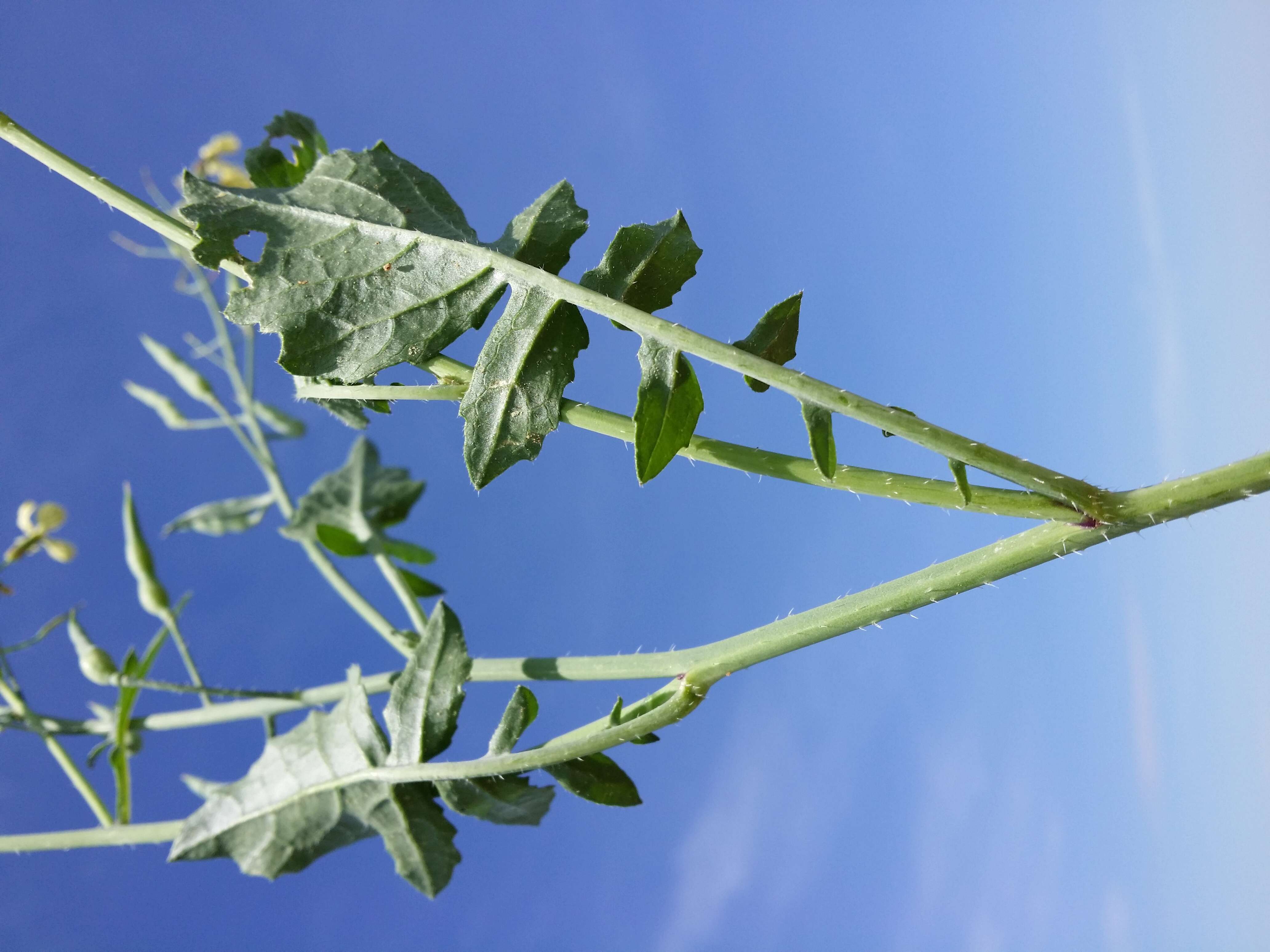 Image of wild radish