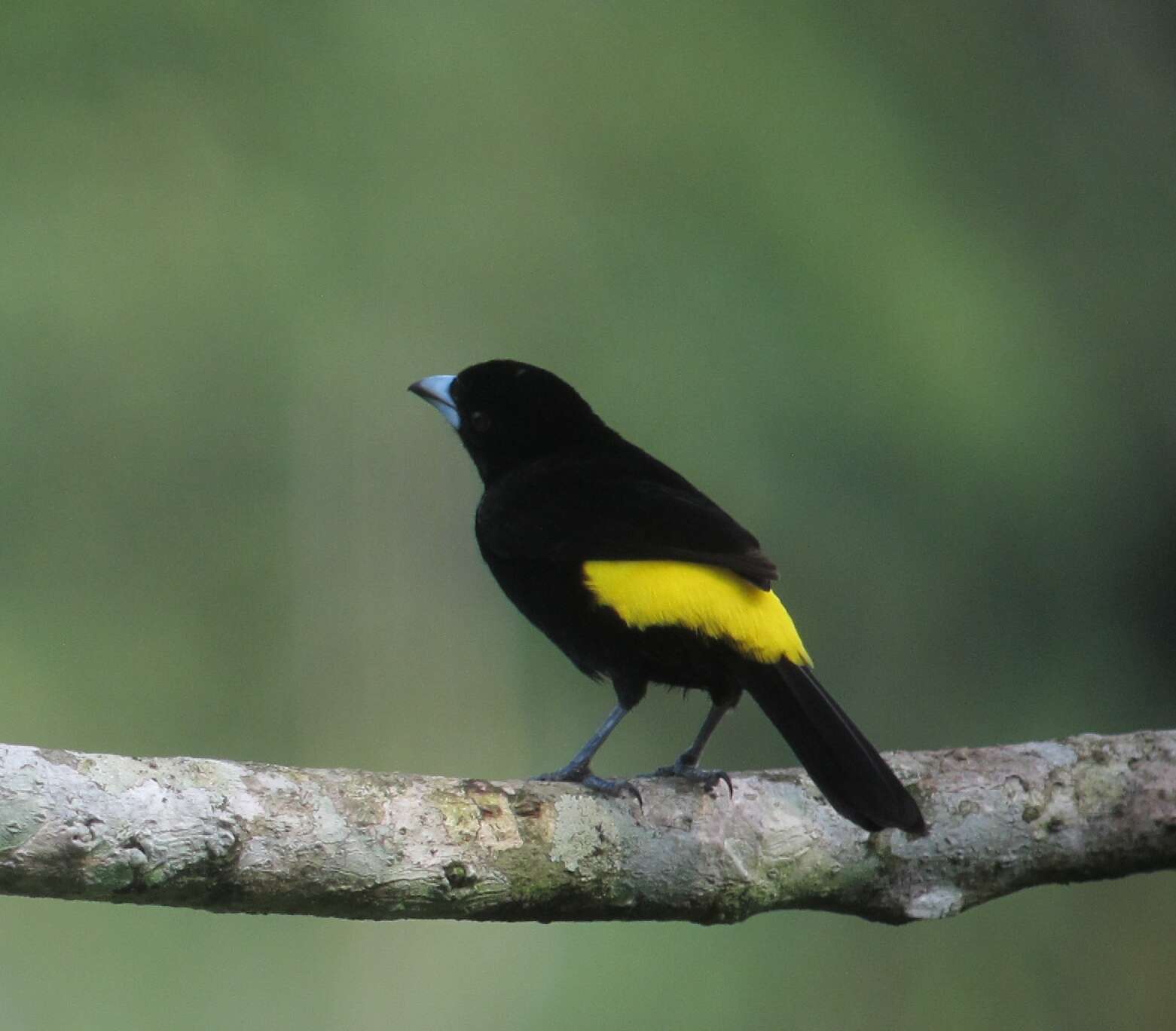 Image of Lemon-rumped Tanager