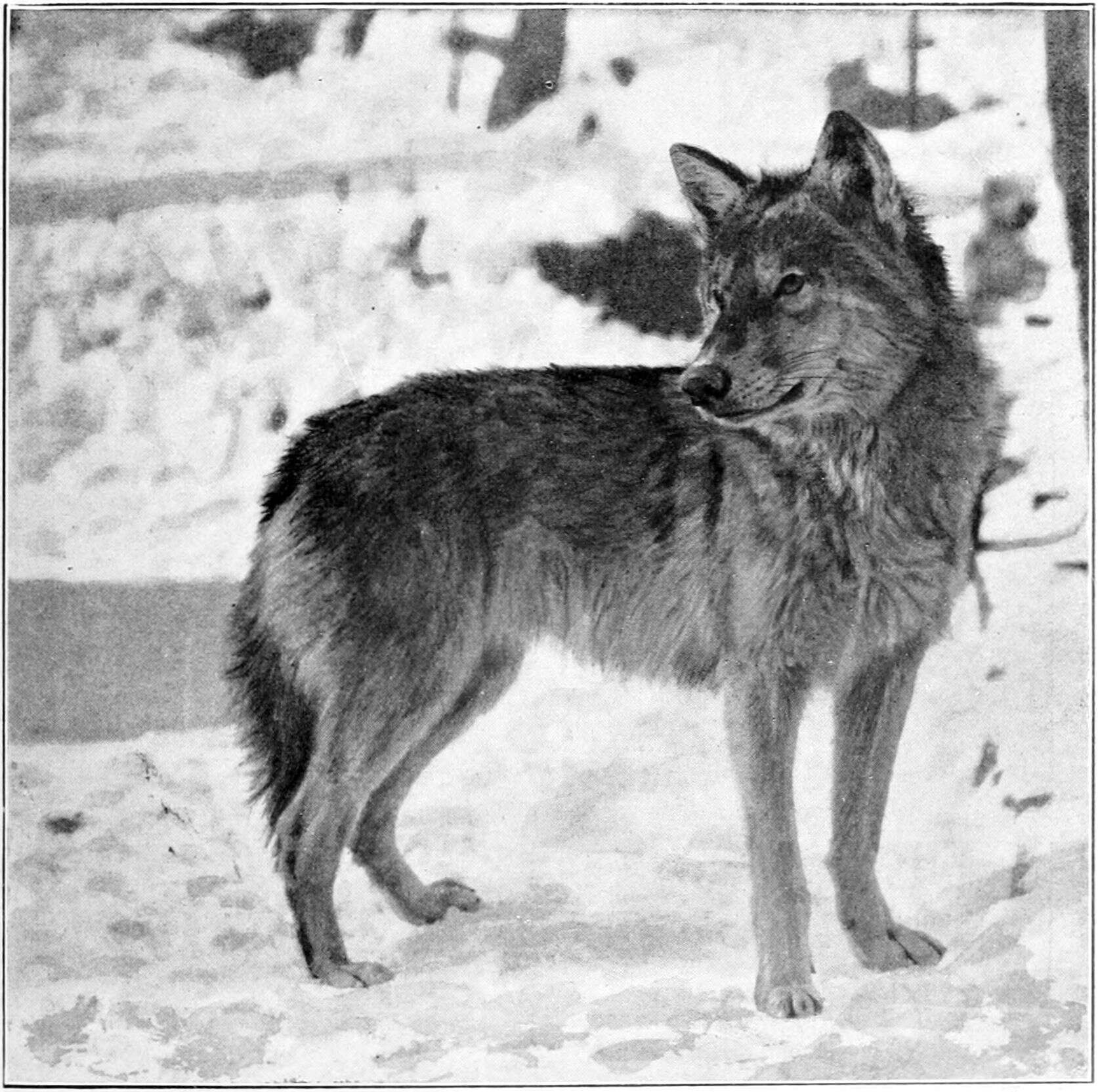 Image of Great Plains wolf