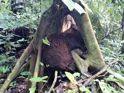 Image of Florida strangler fig