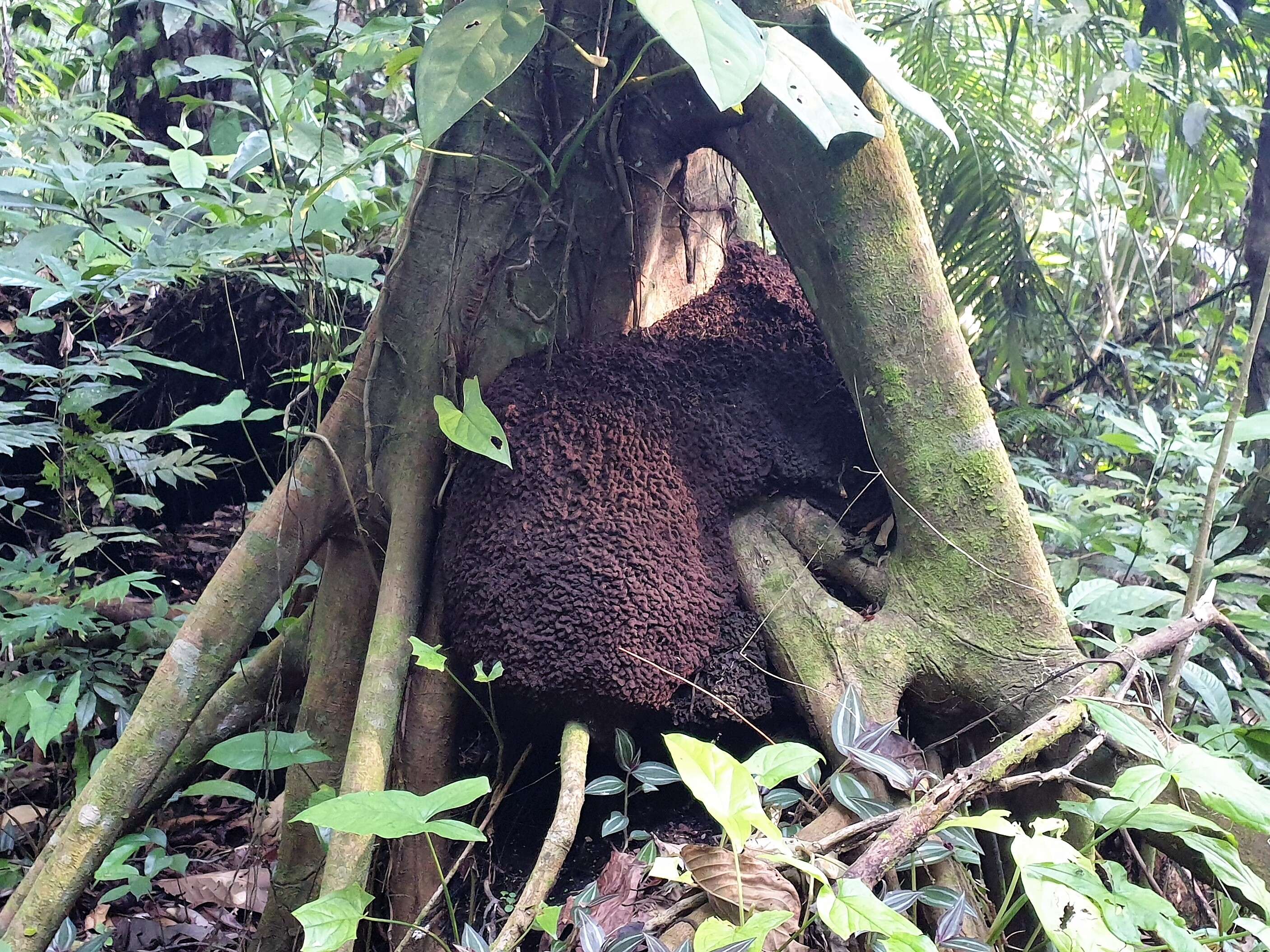 Image of Florida strangler fig