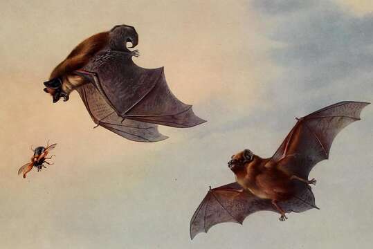 Image of leislers bat, lesser noctule