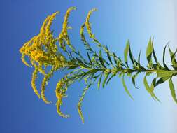 Solidago canadensis L. resmi