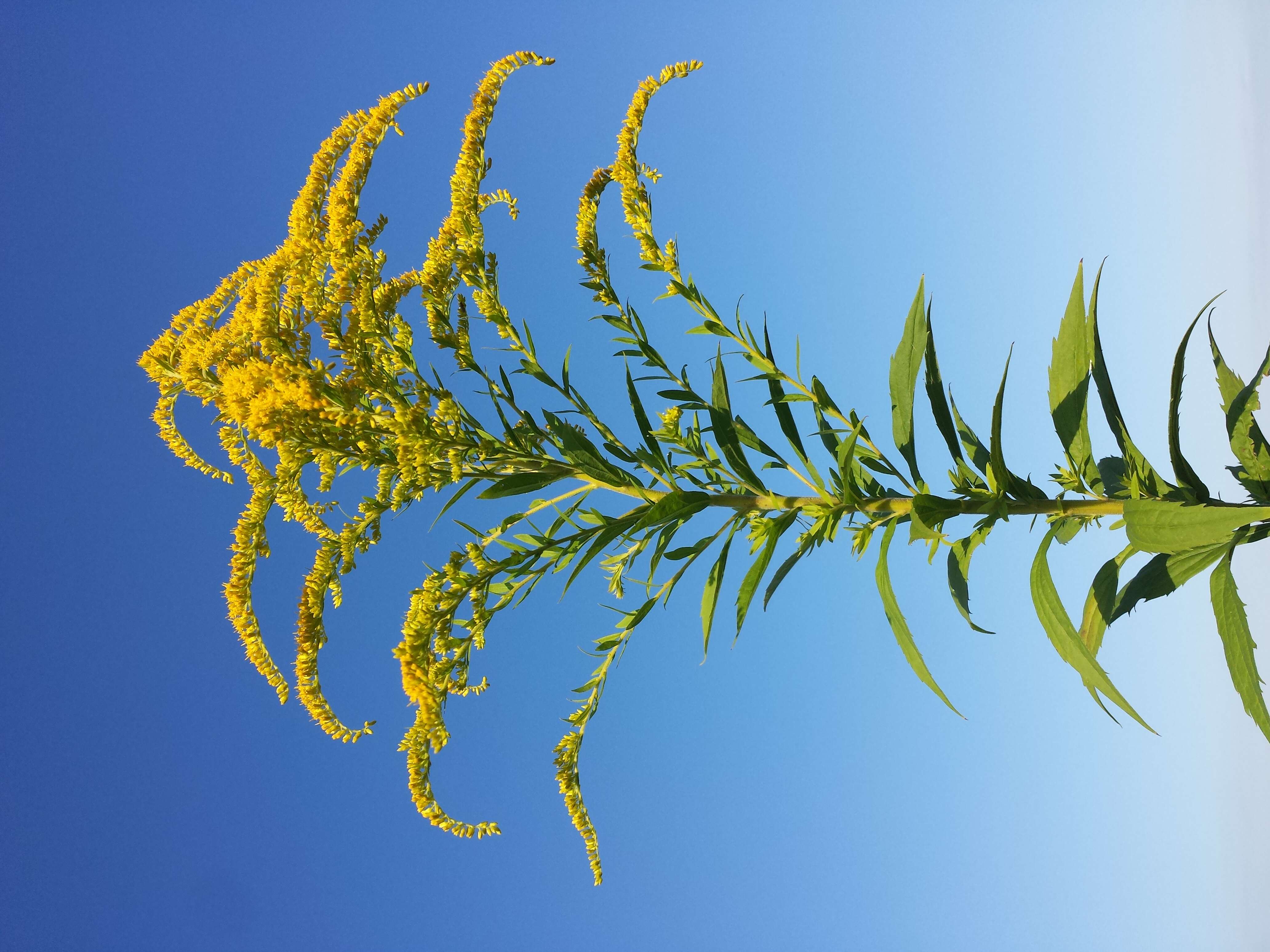 Solidago canadensis L. resmi