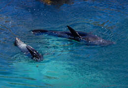 Image of Antipodean Fur Seal