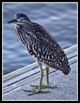 Image of Nankeen Night Heron