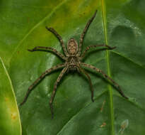 Image of Huntsman spider