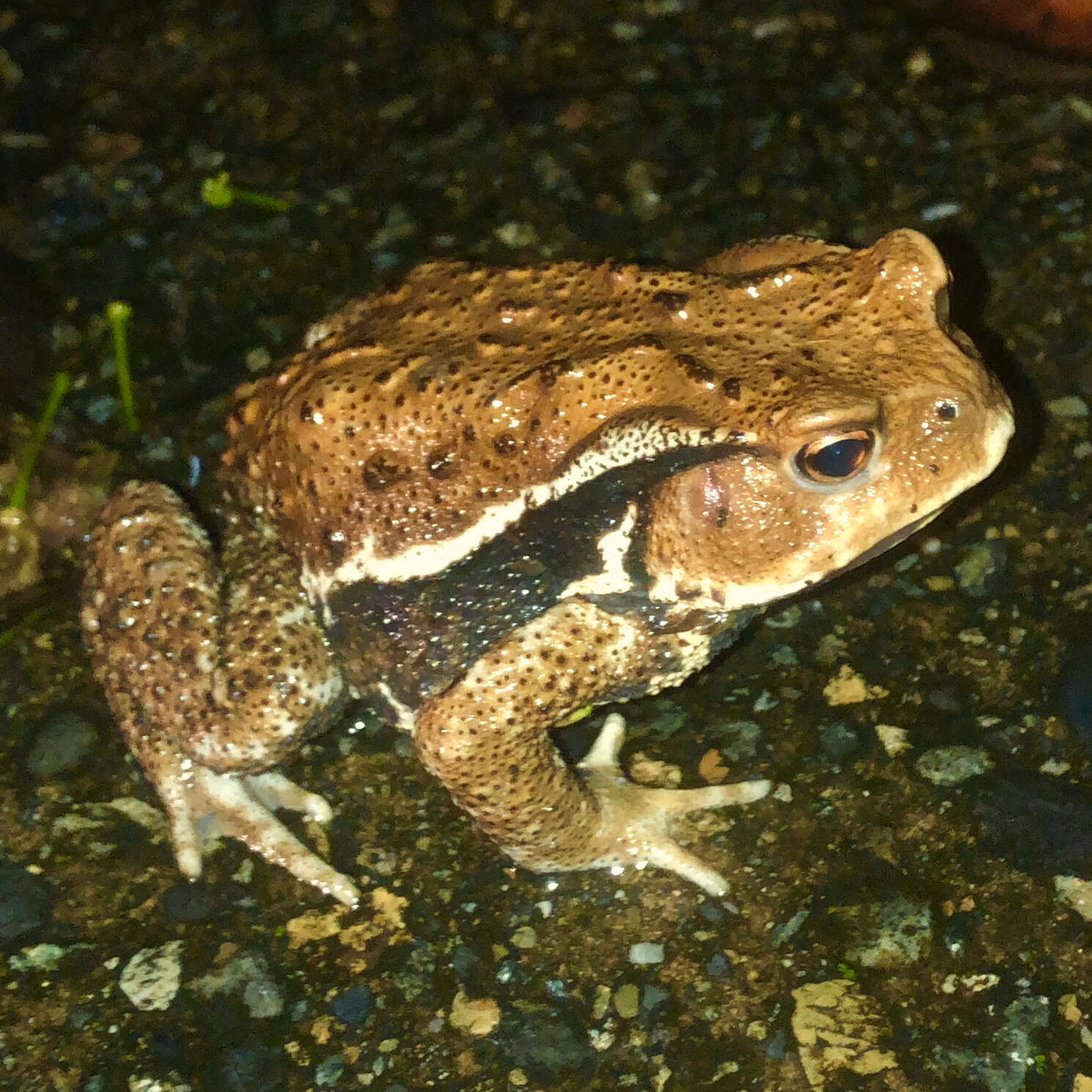 Image of Japanese Common Toad