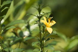 Plancia ëd Barleria prionitis L.