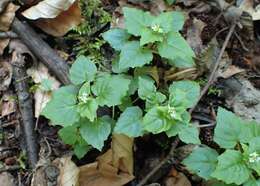 Image of Alpine enchanter’s-nightshade