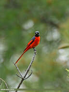 Image of Long-tailed Minivet