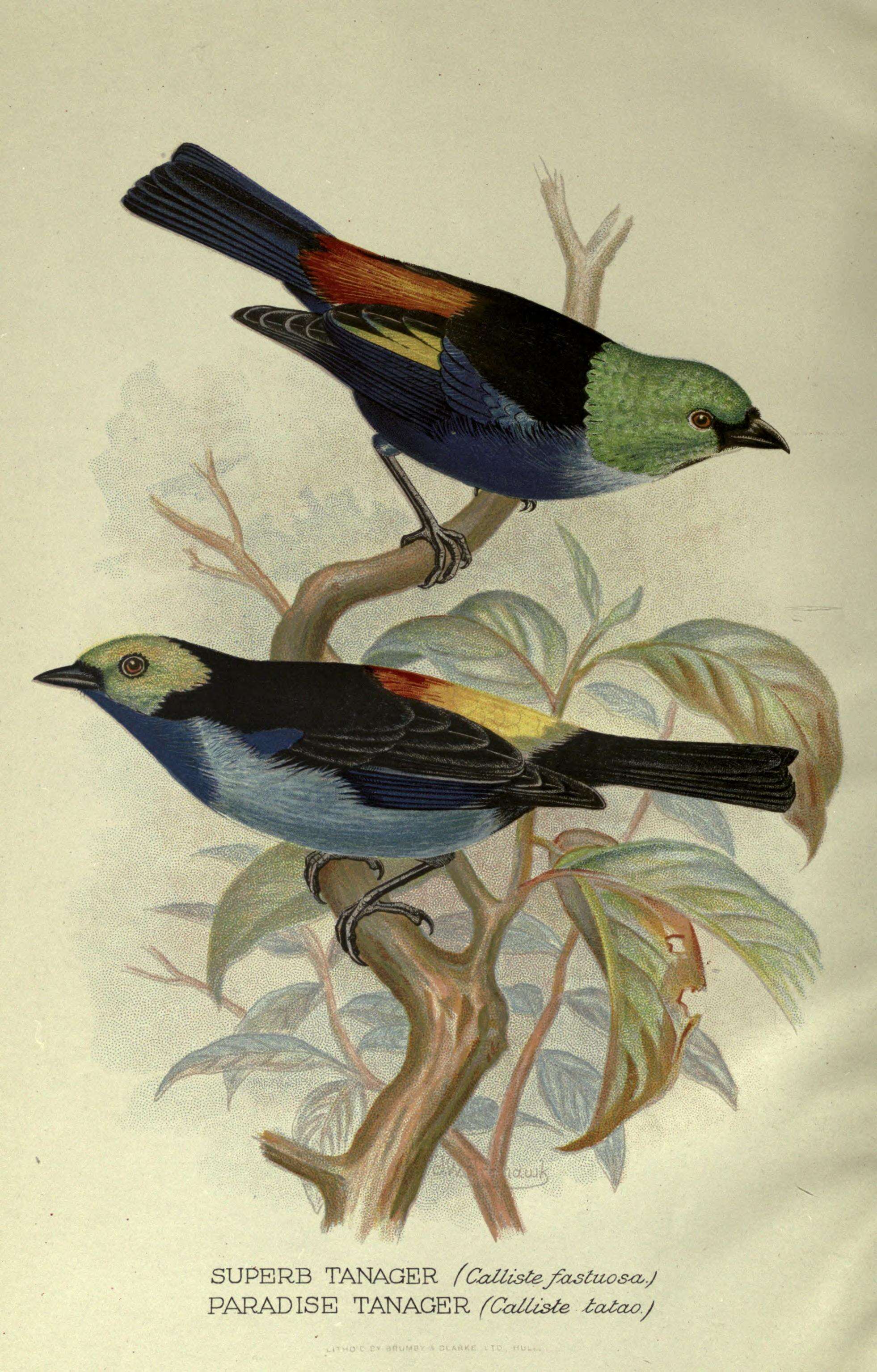 Image of Seven-colored Tanager