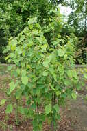 Слика од Amelanchier alnifolia (Nutt.) Nutt.