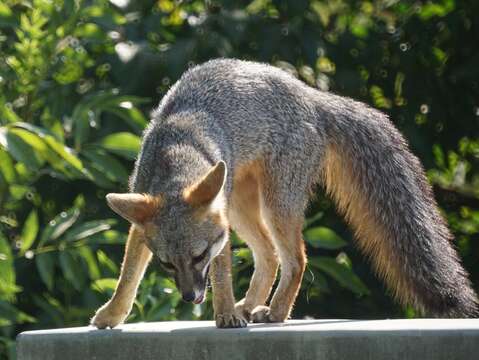 Image of Grey Foxes