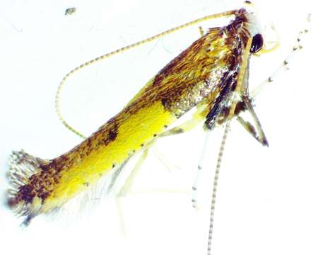 Image of Azalea leafminer