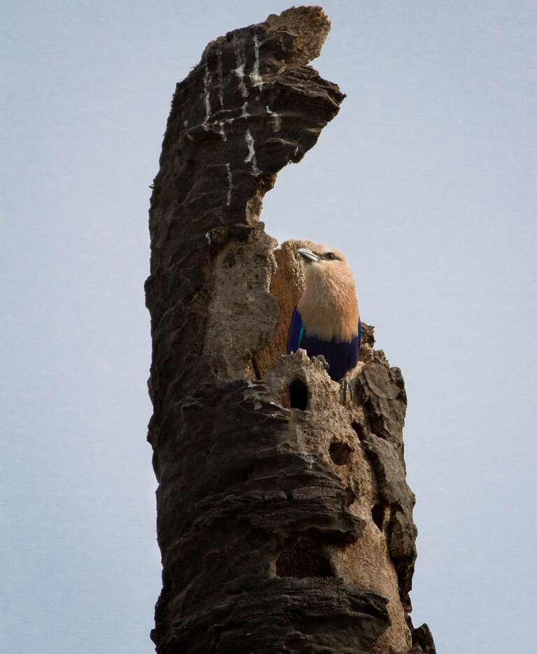 Image of Blue-bellied Roller