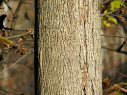 Image of Norway Maple