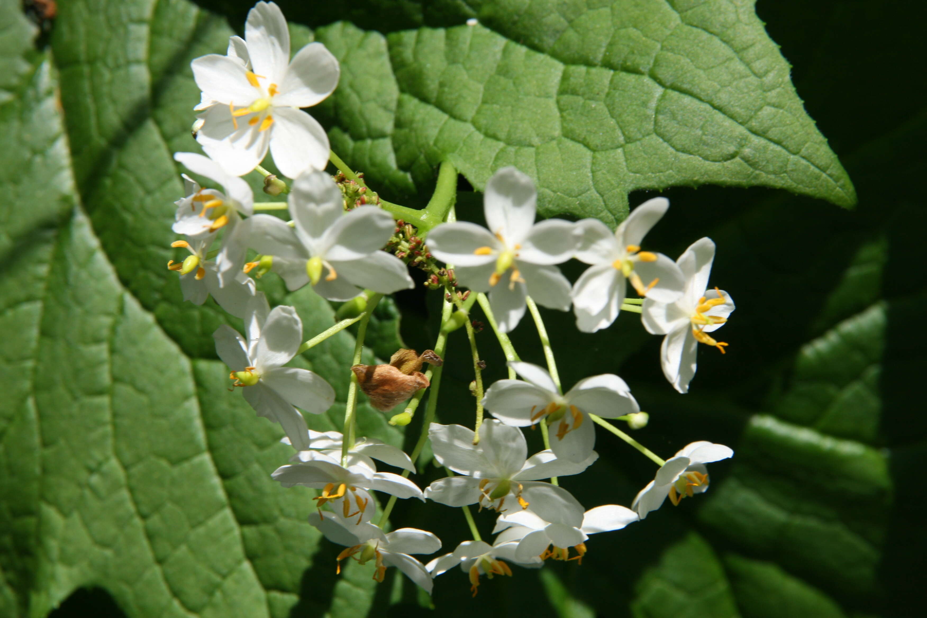 Image of American umbrellaleaf