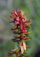 Image of black crowberry