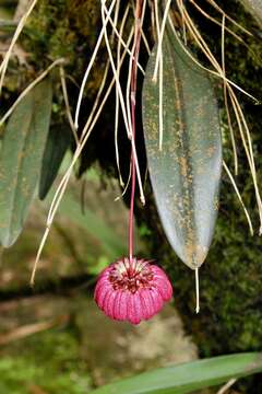 Image of Bulbophyllum corolliferum J. J. Sm.