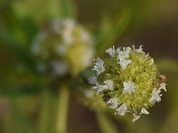 Image of shrubby false buttonweed