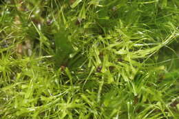 Image of dicranodontium moss