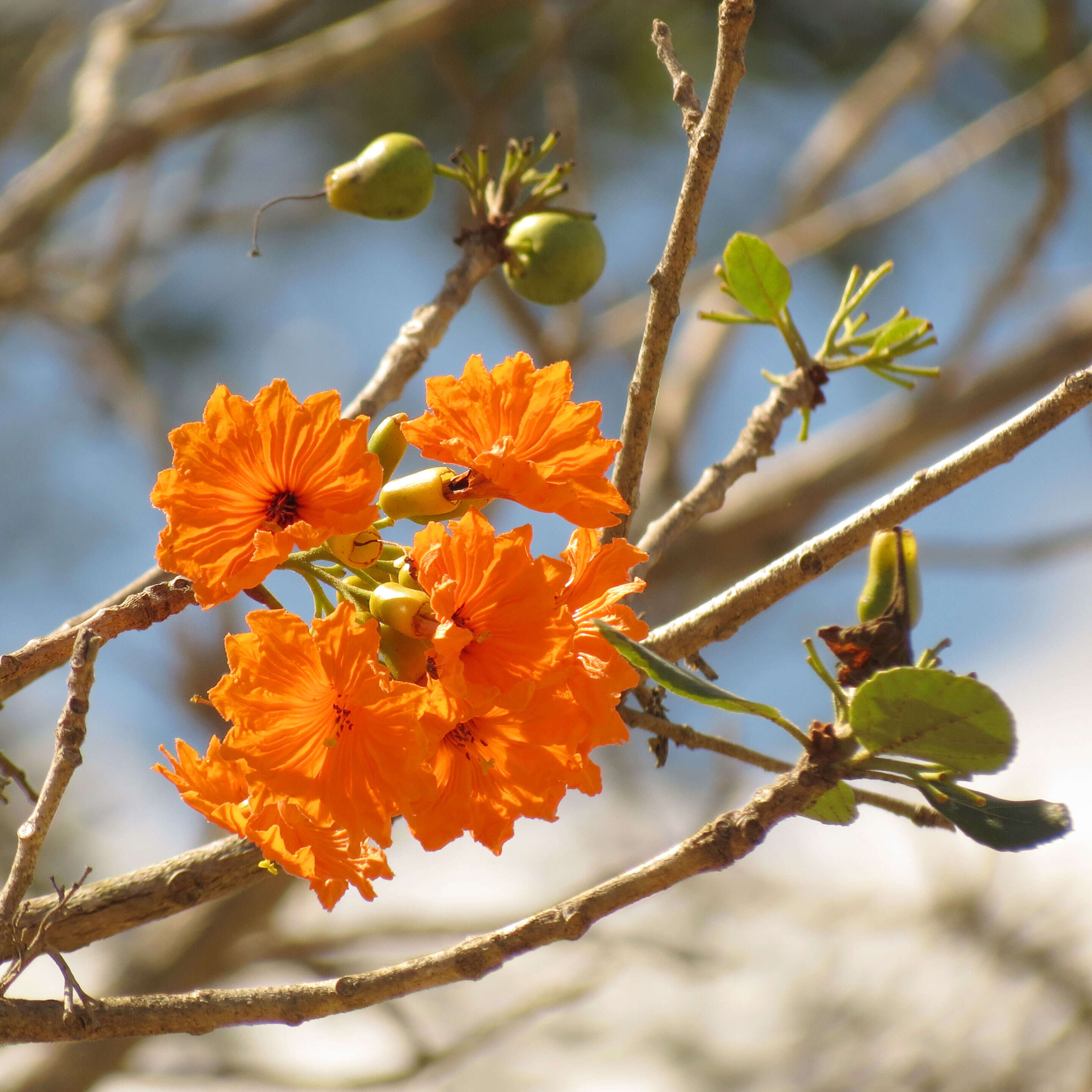 Image of Cordia dodecandra DC.