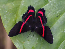 Image of Ancyluris meliboeus Fabricius 1776