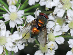 Lucilia illustris (Meigen 1826)的圖片