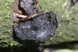 Image of Black Witches' Butter