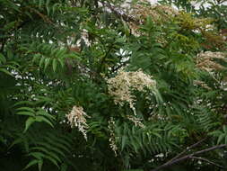 Image of Himalayan sorbaria