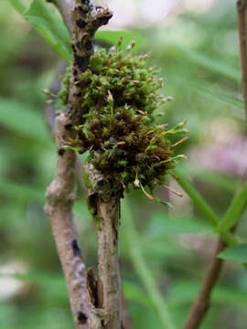 Image of crisped pincushion