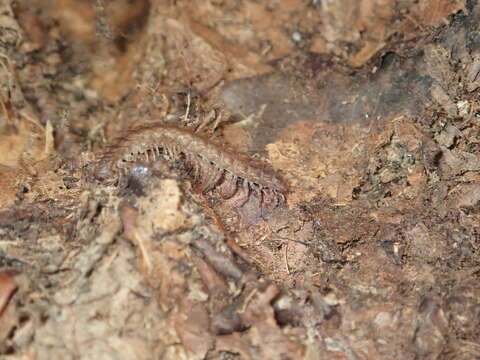 Image of Flat-backed millipede