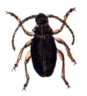 Image of Andraegoidus